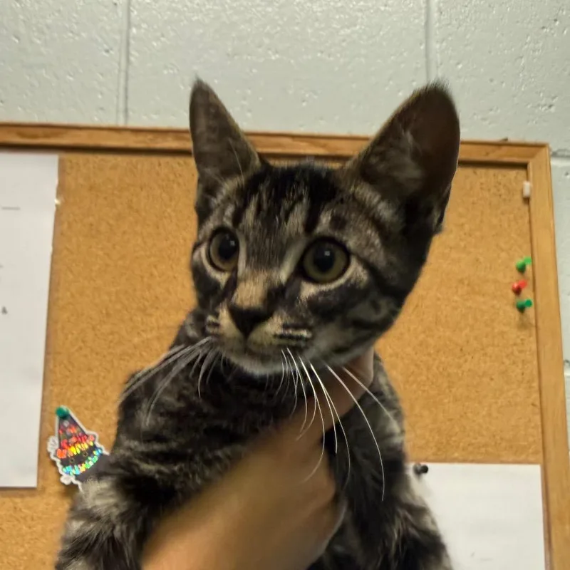 A baby small-sized male Black Domestic Short Hair cat named Dom for adoption in Naples, FL