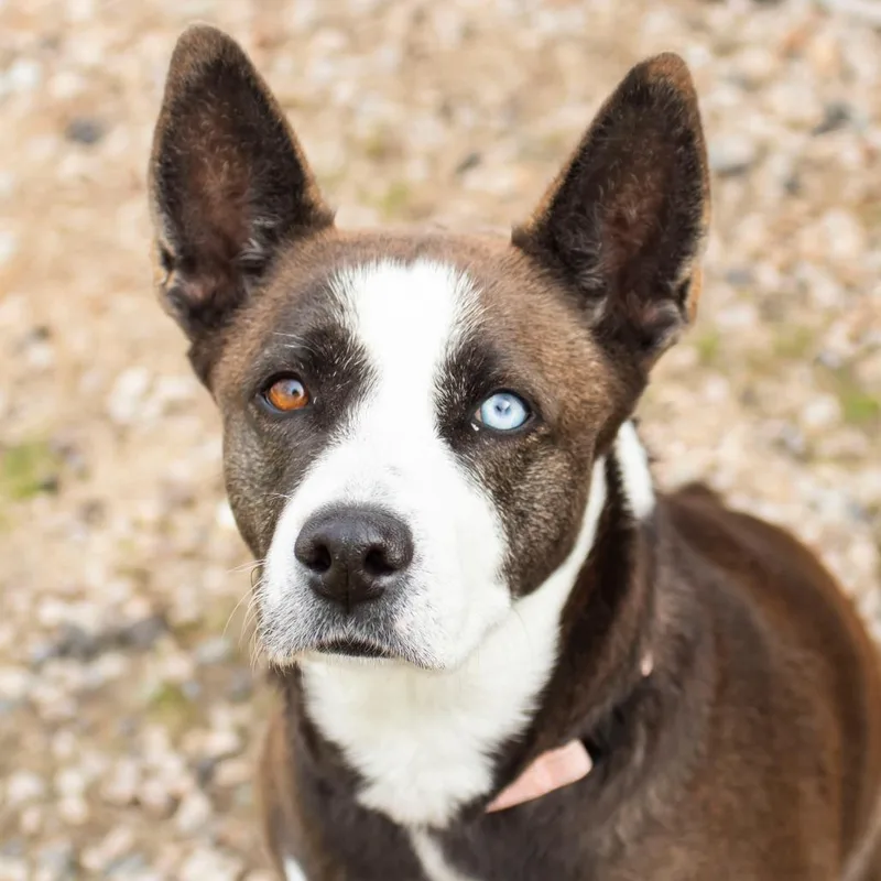 An adult medium-sized female Black Mixed Breed dog named Lucy Lu for adoption in Middletown, RI