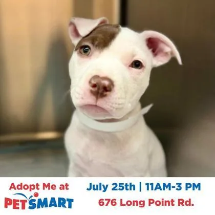 A baby small-sized female American Staffordshire Terrier dog named a Peppa for adoption in North Charleston, SC