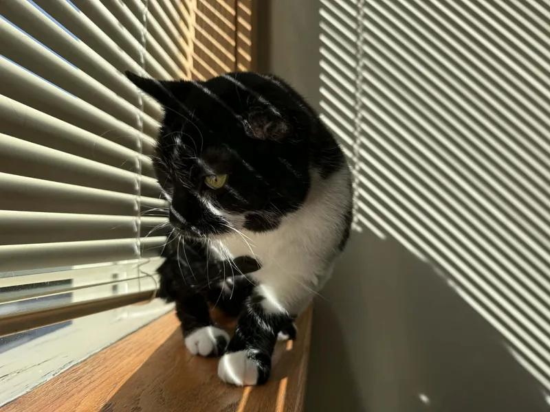 Vinnie Van Gogh thumbnail 2