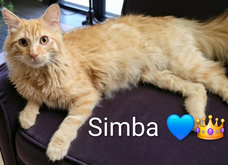 Simba