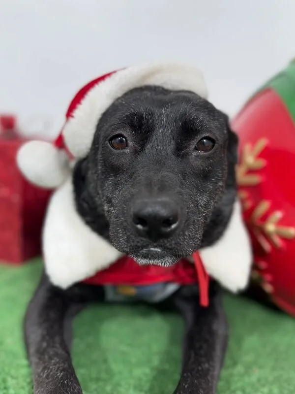 A young medium-sized female Black Labrador Retriever dog named Linda for adoption in Carlsbad, CA