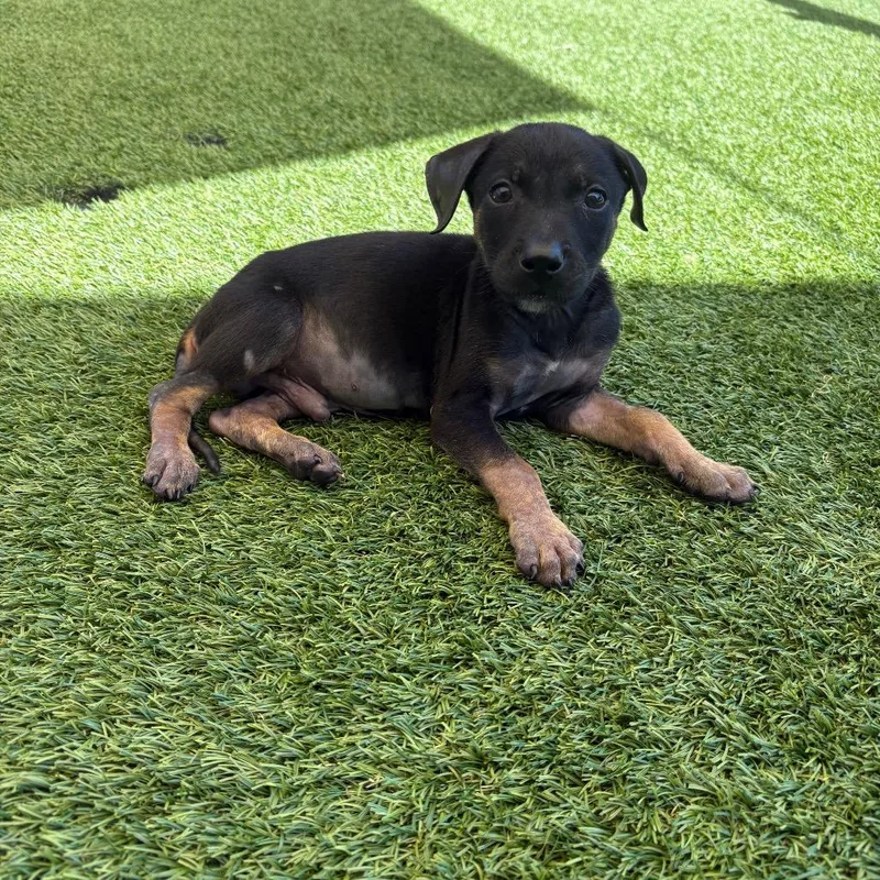 A young medium-sized male Black Mixed Breed dog named Oogie Boogie AKA Chance for adoption in LOXAHATCHEE, FL