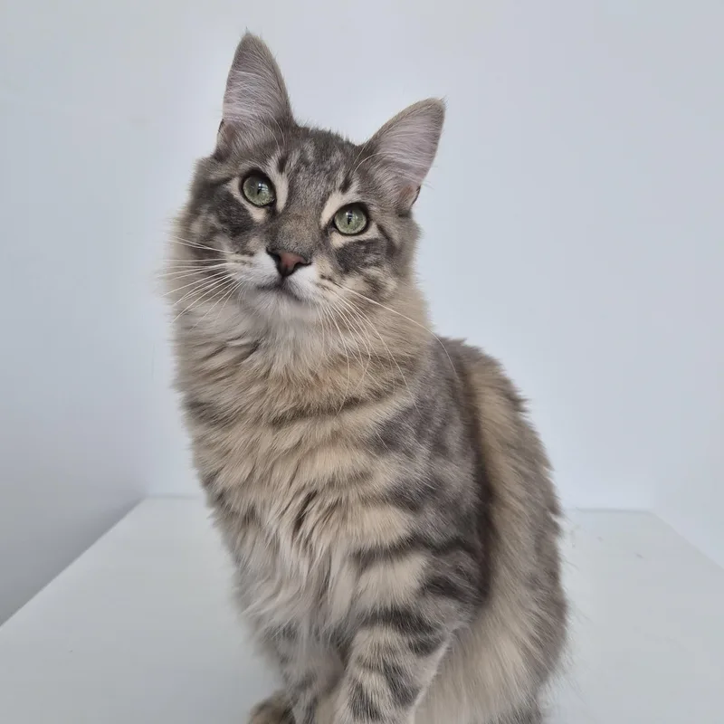 Niall And Truffle thumbnail 3