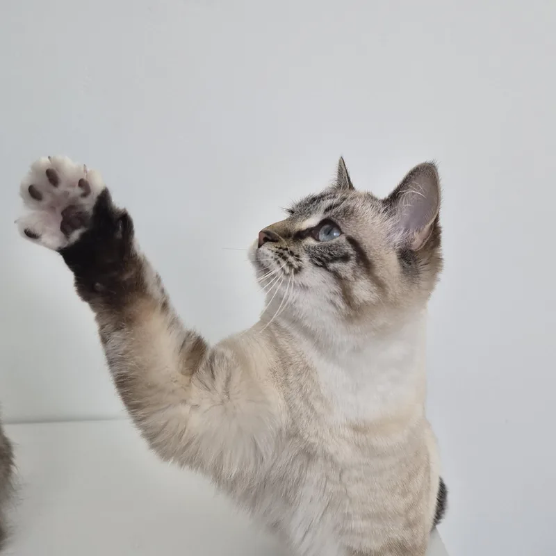 Niall And Truffle thumbnail 4