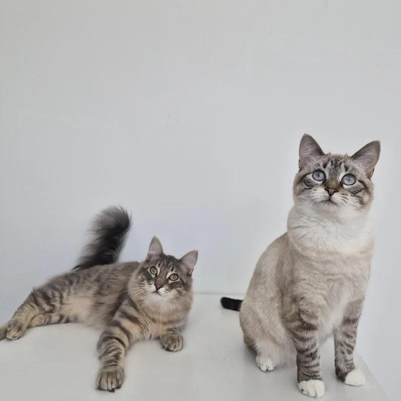 A baby medium-sized female Lilac Point Domestic Short Hair cat named Niall And Truffle for adoption in Midvale, UT