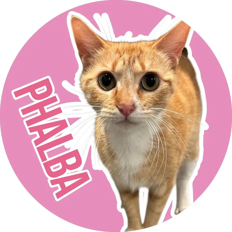 Phalba thumbnail 4