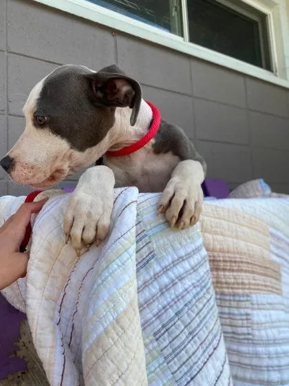 A baby medium-sized female Fox Terrier dog named Ethel for adoption in Hobart, IN