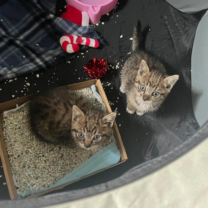 A baby small-sized female Brown / Chocolate Domestic Short Hair cat named Mystique for adoption in Fort Lauderdale, FL