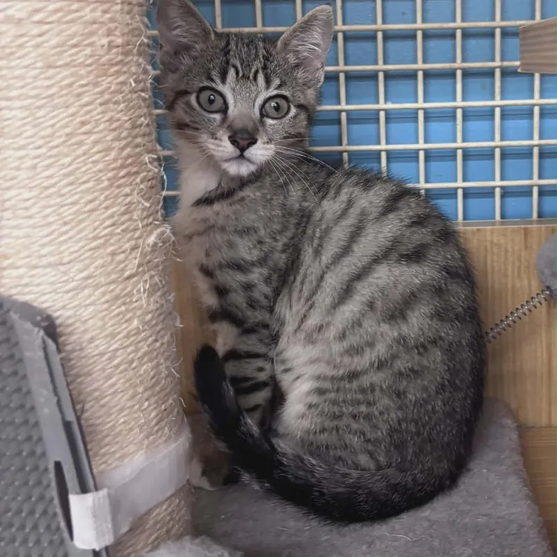 Mystique thumbnail 2