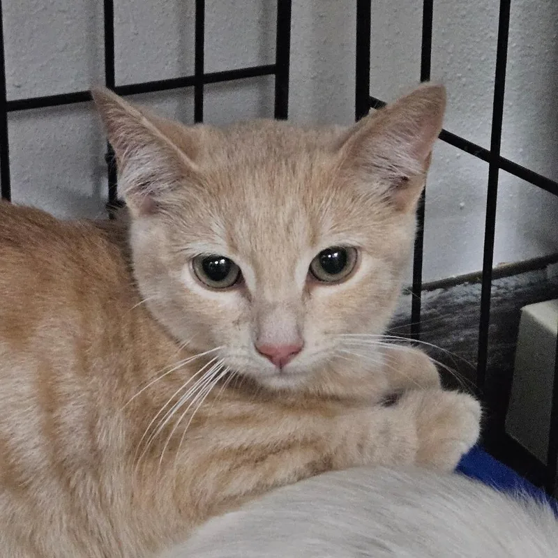 A baby small-sized female Buff / Tan / Fawn Domestic Short Hair cat named Pico de Gato for adoption in Idaho Falls, ID