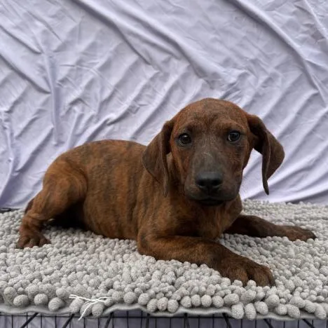 A baby small-sized female Brindle Mixed Breed dog named Penny for adoption in Raleigh, NC