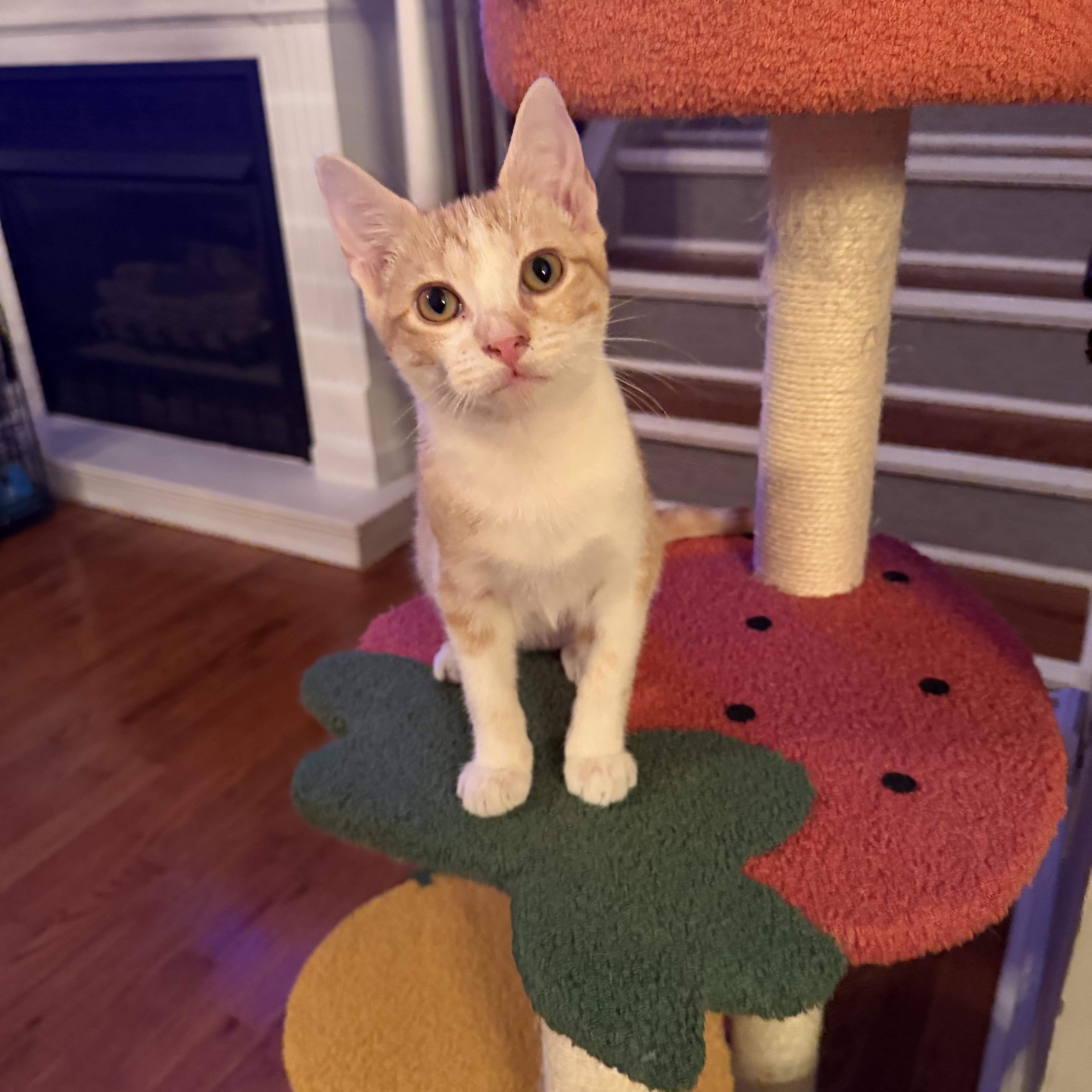 A baby medium-sized female Orange & White Domestic Short Hair cat named Chester for adoption in Seneca, SC