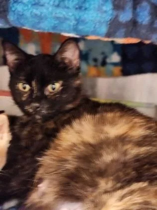 An adult medium-sized female Domestic Short Hair cat named Ellaria for adoption in Westland, MI