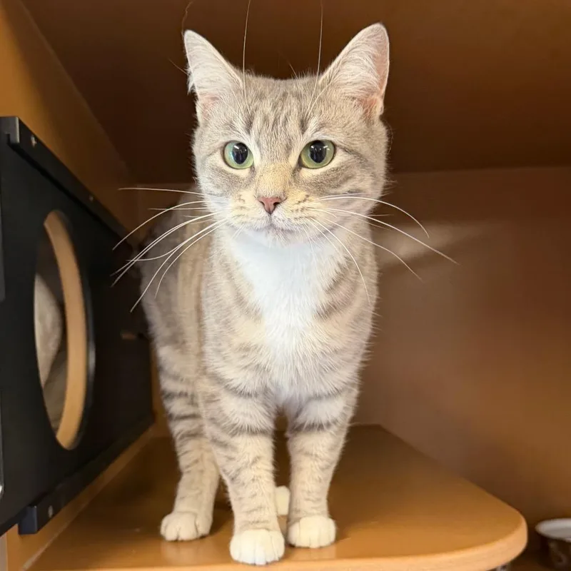 A young medium-sized female Gray / Blue / Silver Domestic Long Hair cat named April for adoption in Middlebury, VT