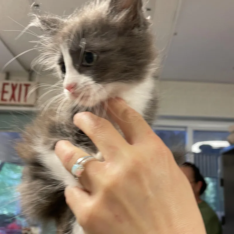A baby medium-sized female Gray & White American Shorthair cat named Glitter for adoption in North Kingstown, RI