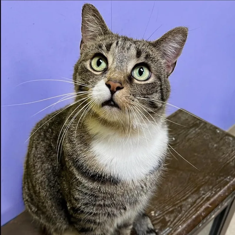 A senior small-sized male Domestic Short Hair cat named Mikey for adoption in Arlington Heights, IL