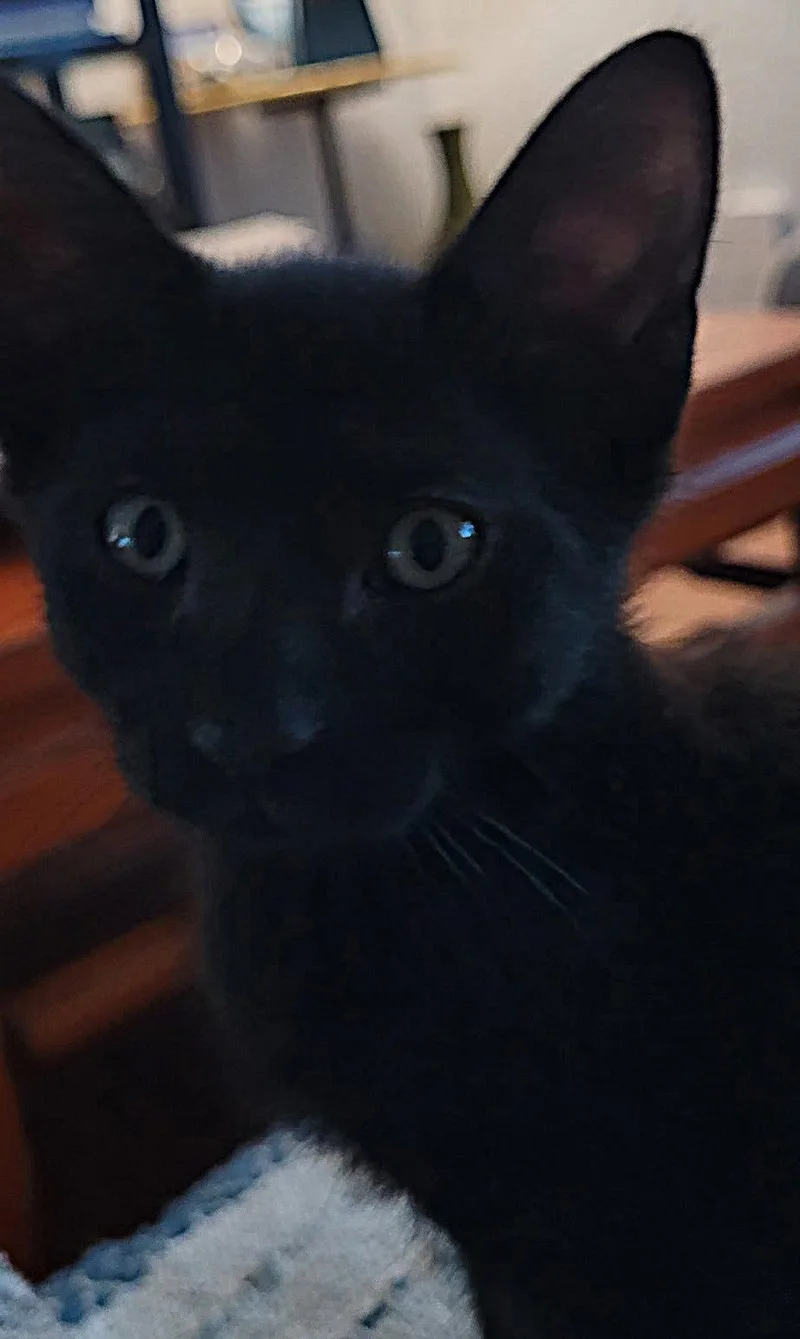 A baby medium-sized male Black Domestic Short Hair cat named Stanley for adoption in Oviedo, FL