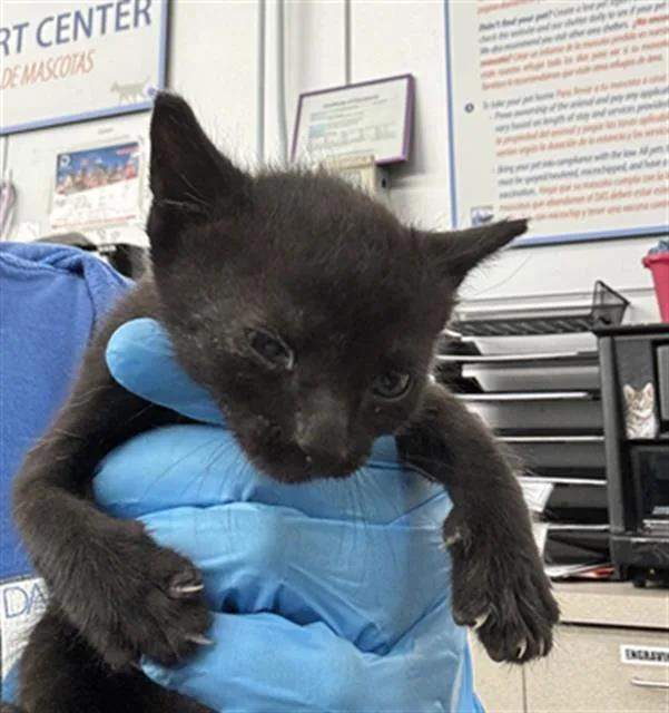 A baby medium-sized male Domestic Short Hair cat named Ocean for adoption in Dallas, TX