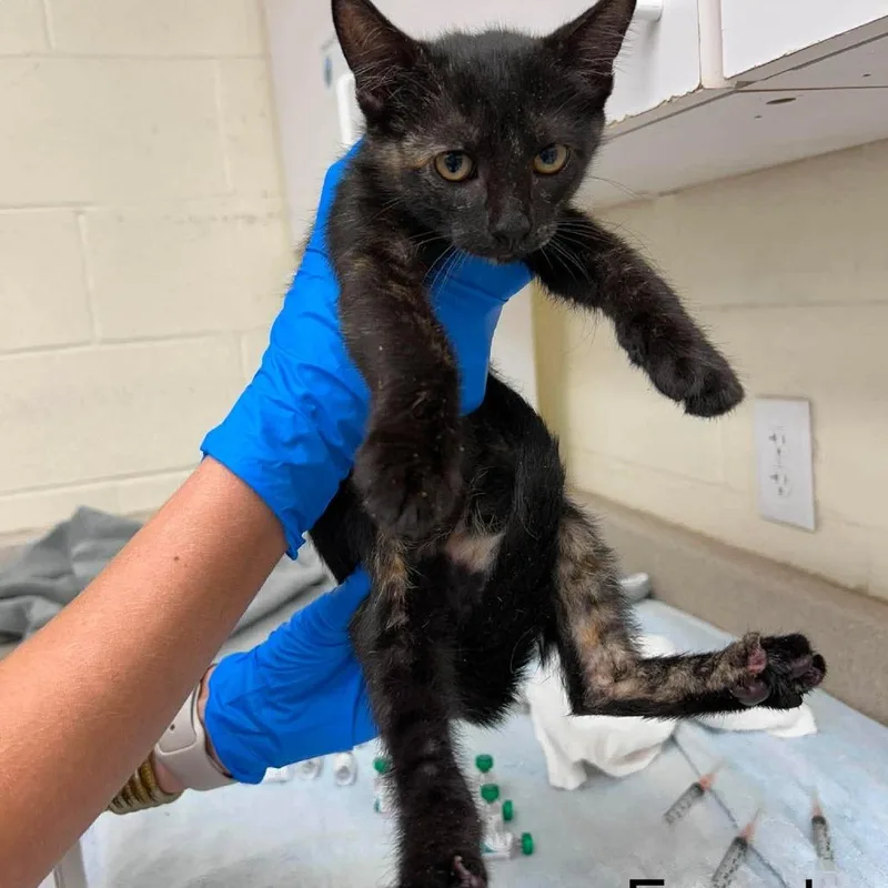 A baby small-sized female Orange / Red Domestic Short Hair cat named Charlene for adoption in Bastrop, TX
