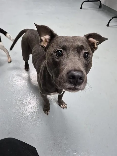 An adult large-sized female Pit Bull Terrier dog named Layla for adoption in Saint Cloud, FL