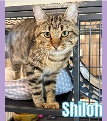A young medium-sized male Domestic Short Hair cat named Shiloh for adoption in Bridgewater, NJ