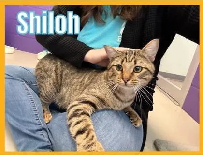 Shiloh thumbnail 2