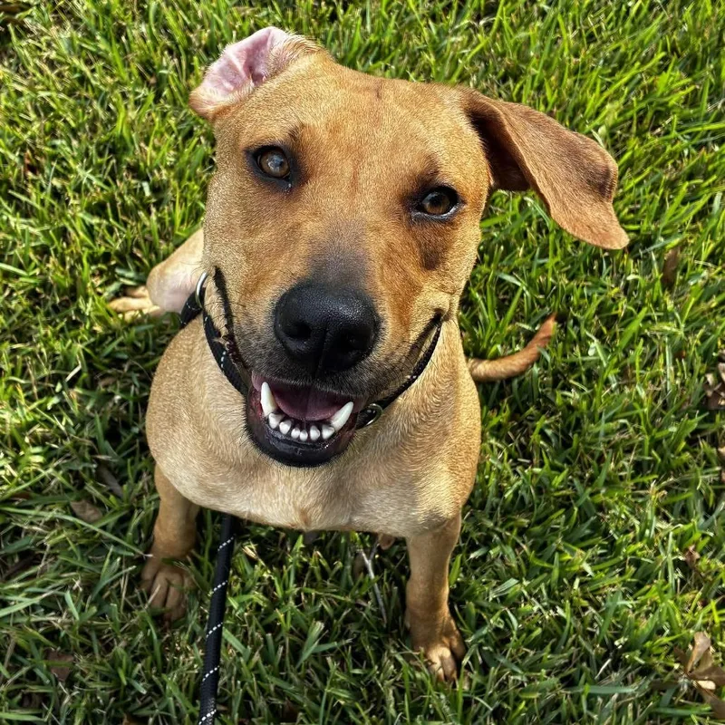 An adult medium-sized female Black Mouth Cur dog named Autumn for adoption in Beaumont, TX