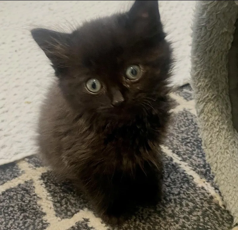 A baby medium-sized male Black Domestic Medium Hair cat named Mochy for adoption in Walled Lake, MI