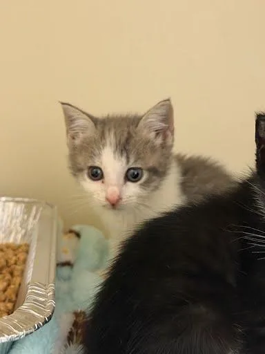 A baby small-sized female Domestic Short Hair cat named Salt for adoption in Chamblee, GA
