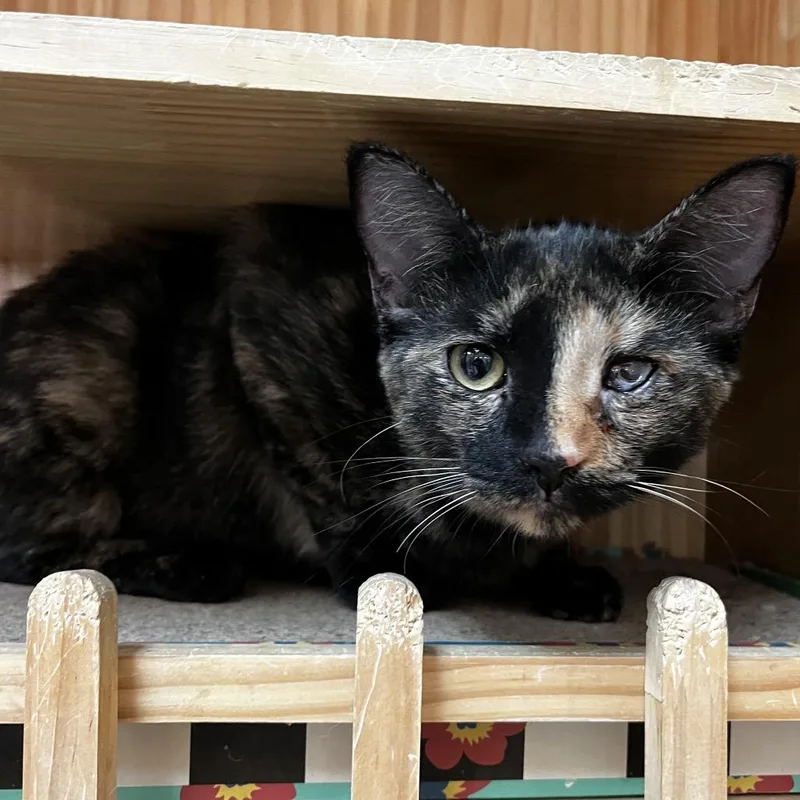 A young medium-sized female Domestic Short Hair cat named Pico for adoption in Yucca Valley, CA