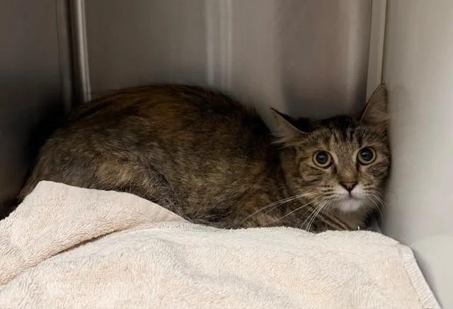 A young small-sized female Domestic Medium Hair cat named Funnel Cake for adoption in Brighton, CO