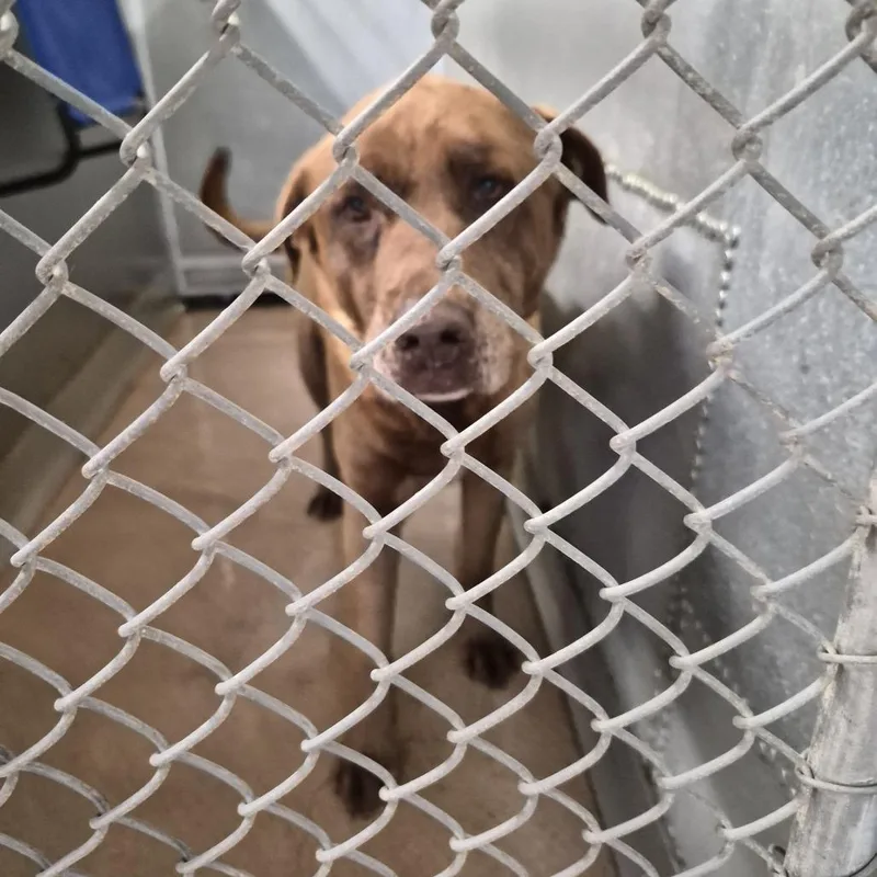 A senior large-sized female Brown / Chocolate Chocolate Labrador Retriever dog named Puddles for adoption in Ardmore, OK