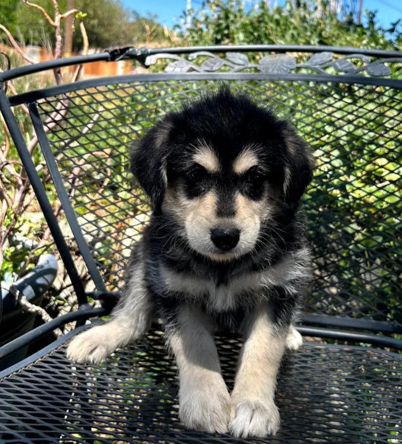 A baby medium-sized female Cocker Spaniel dog named Zara for adoption in Mentone, CA