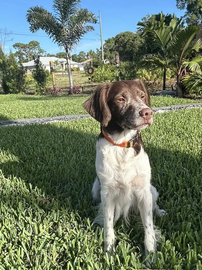 A senior medium-sized male Brittany Spaniel dog named Flcooper & Flash for adoption in Baldwinsville, NY