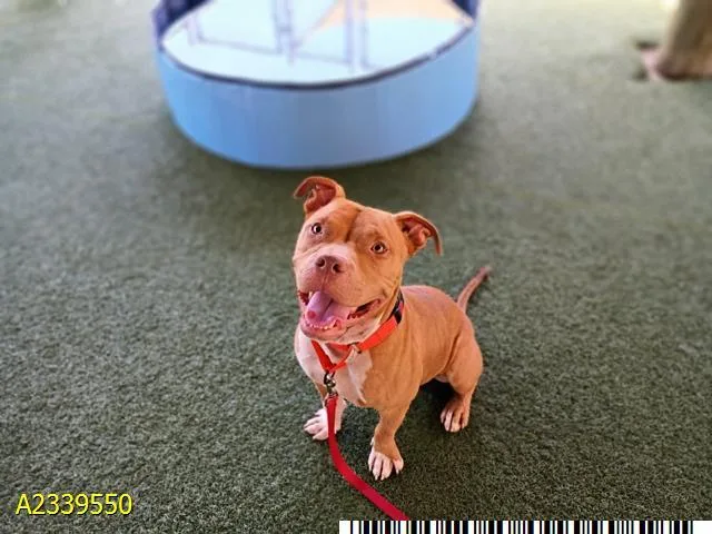 A young medium-sized male Mixed Breed dog named Gojo for adoption in West Palm Beach, FL