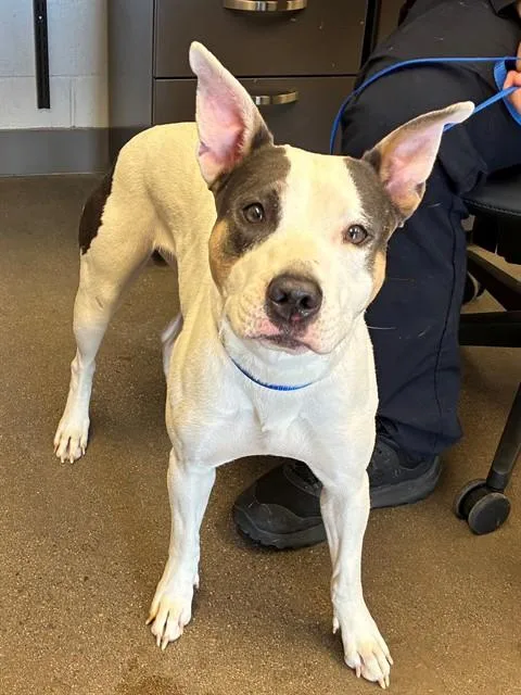 An adult large-sized female Pit Bull Terrier dog named Peeka for adoption in Mesa, AZ