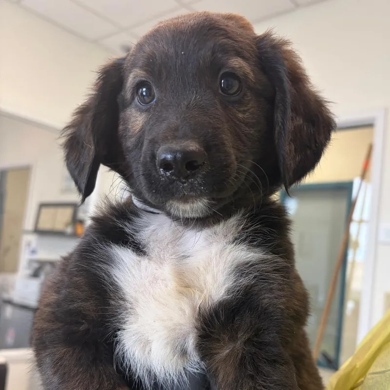 A baby small-sized female Brindle Spaniel dog named Ambrosia for adoption in Nashville, TN