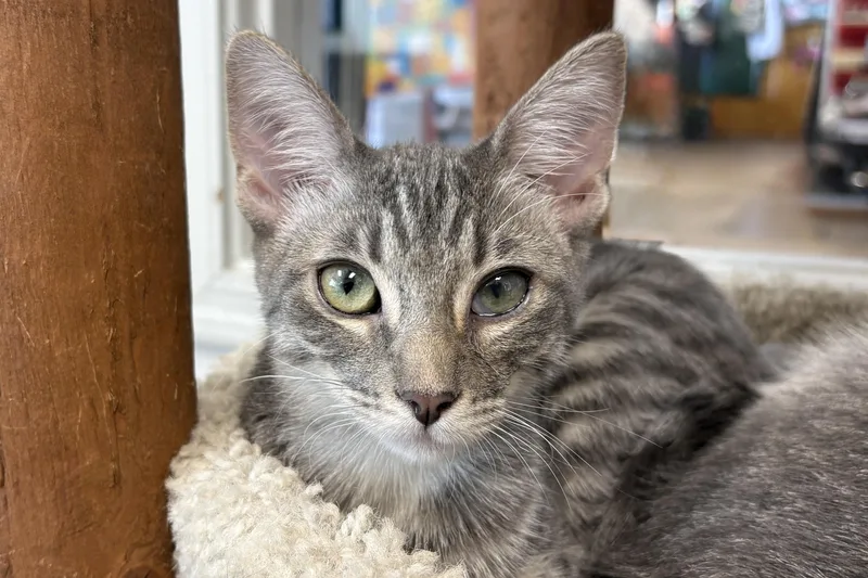 A baby small-sized female Domestic Short Hair cat named Fern Leaf for adoption in Fountain Hills, AZ