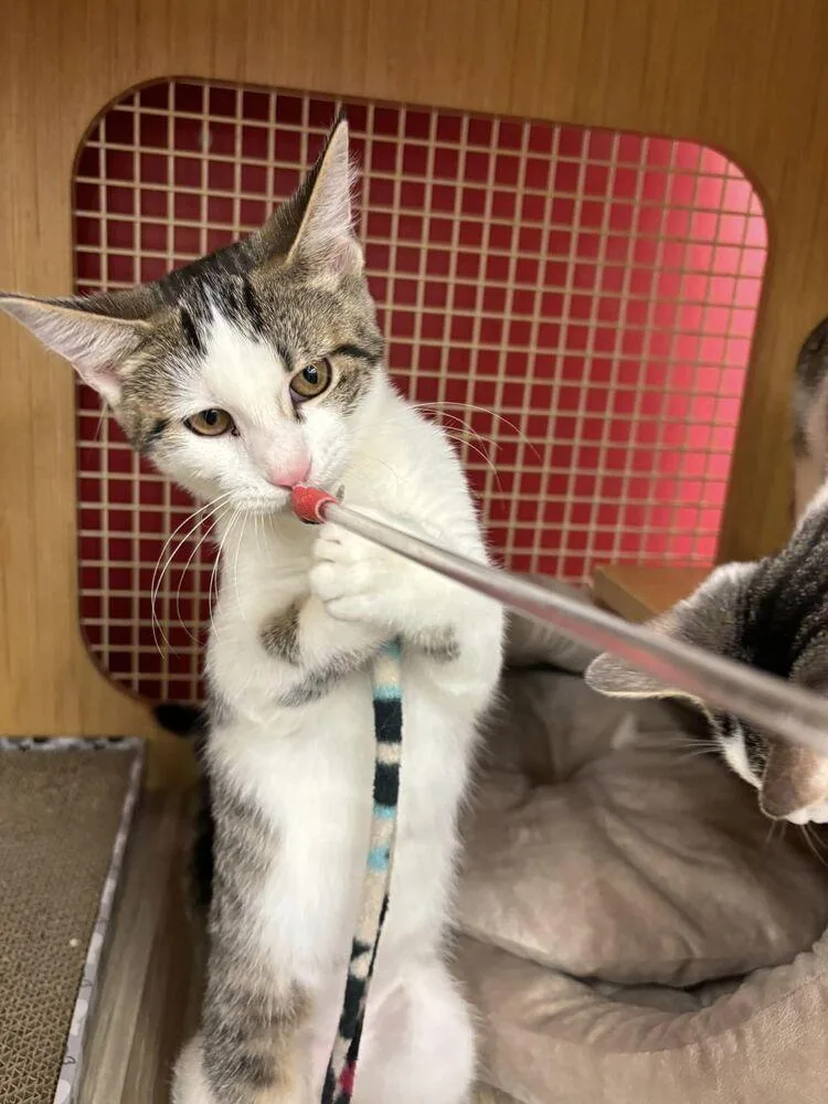 Islet Bonded Pair With thumbnail 2