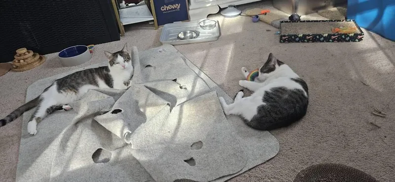 Islet Bonded Pair With thumbnail 5