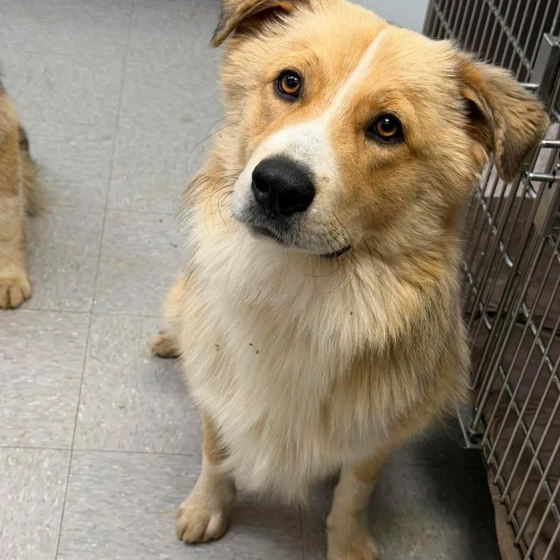 A young medium-sized male Yellow / Tan / Blond / Fawn Border Collie dog named Smokey for adoption in Bastrop, TX