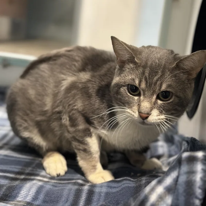 An adult medium-sized male Gray / Blue / Silver Domestic Short Hair cat named Kings for adoption in Matteson, IL
