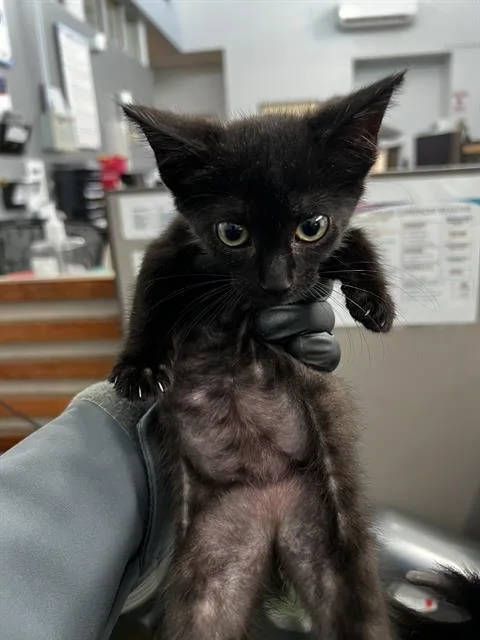 A baby medium-sized female Domestic Medium Hair cat named Pepper for adoption in Dallas, TX