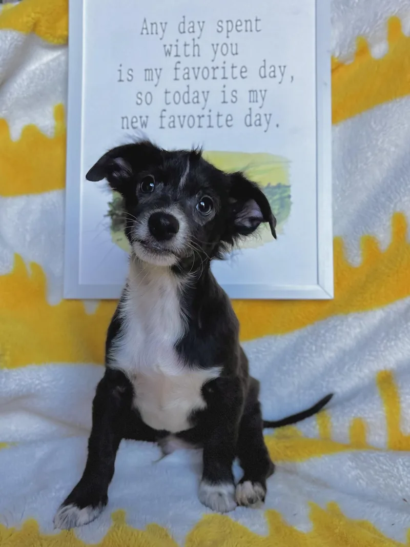 A baby small-sized male Black Border Collie dog named Roo  Winnie the for adoption in Benbrook, TX