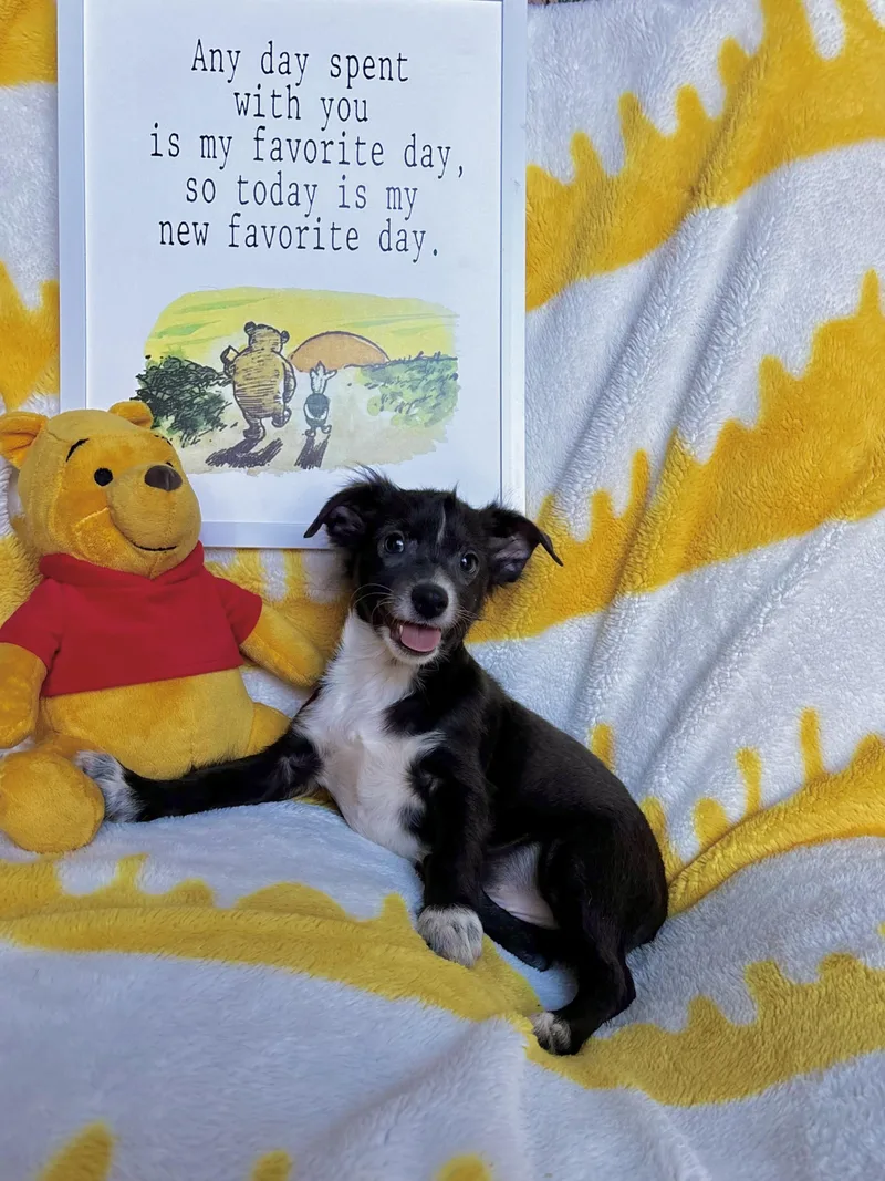 Roo  Winnie the thumbnail 6