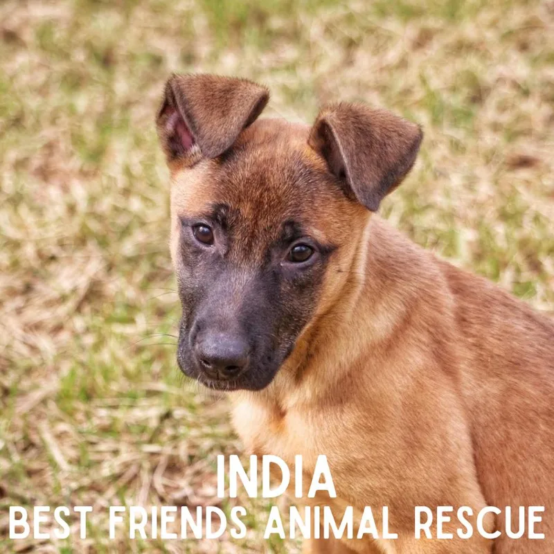 A baby small-sized female Belgian Shepherd / Malinois dog named India for adoption in Wasilla, AK