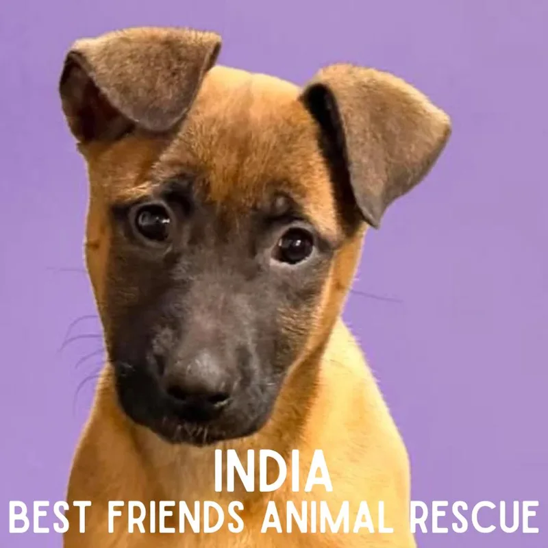 India thumbnail 3