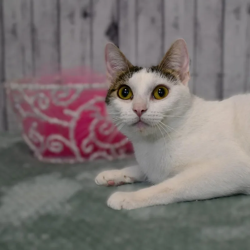 A young medium-sized female Domestic Short Hair cat named Shauna for adoption in Roanoke, TX