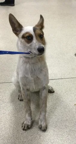 A baby small-sized male Australian Cattle Dog / Blue Heeler dog named Dexter for adoption in Riverside, CA